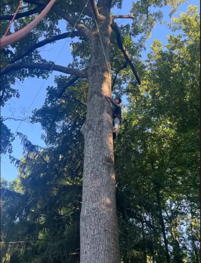 tree service laurens sc kevin tree expert (7)
