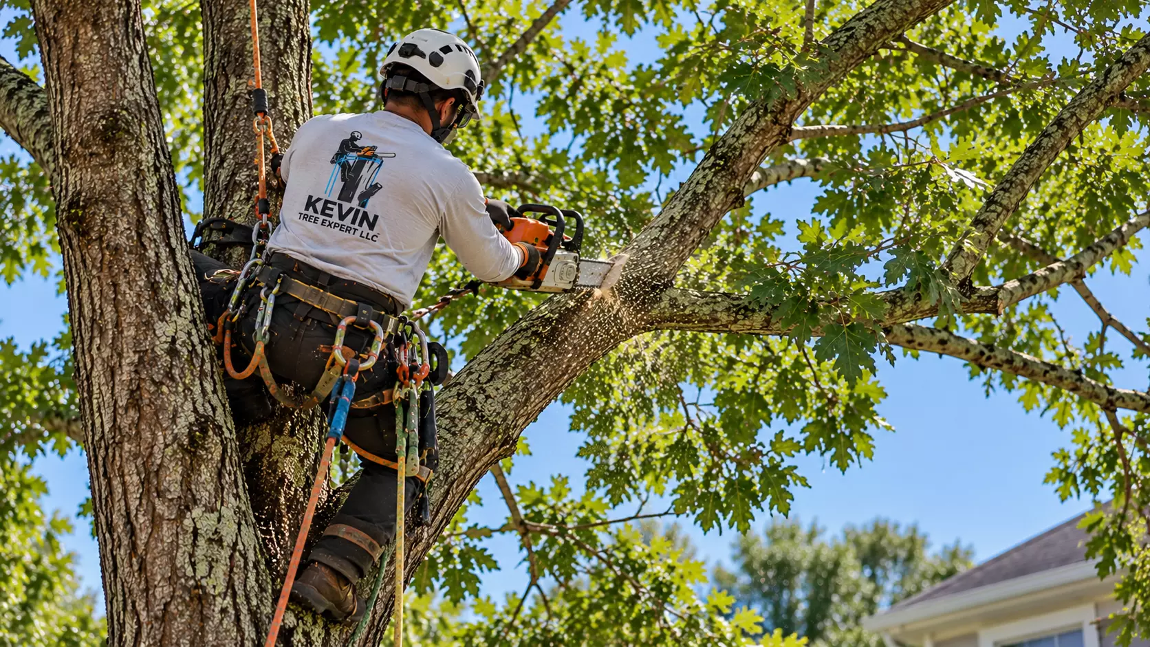tree trimming