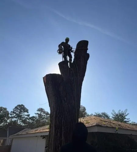 Laurens, SC tree service laurens sc kevin tree expert (3)