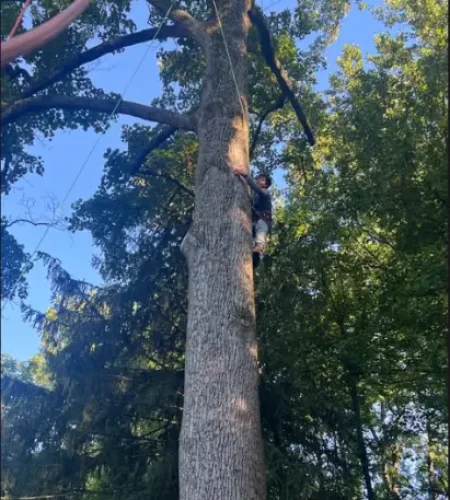 Laurens, SC tree service laurens sc kevin tree expert (7)